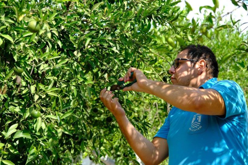 YEŞİL BODRUM MANDALİNİ HASADI DEVAM EDİYOR