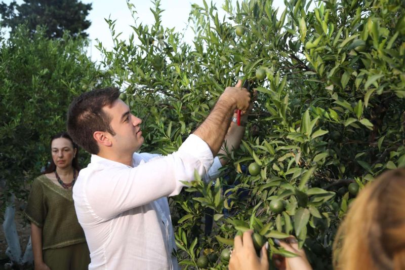 YEŞİL BODRUM MANDALİNİ HASADI DEVAM EDİYOR