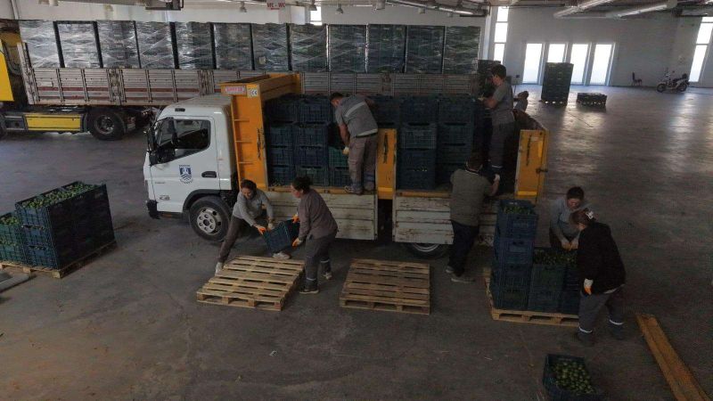 BODRUM MANDALİNİNDE YEŞİL HASAT BEREKETİ