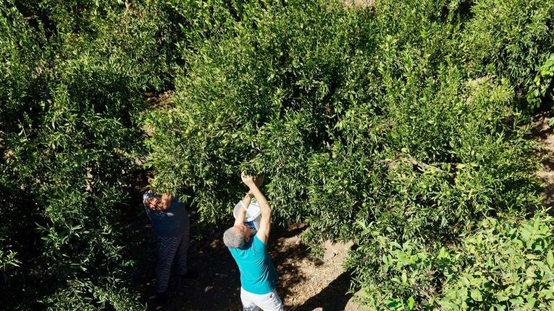 BODRUM MANDALİNİNDE YEŞİL HASAT BEREKETİ