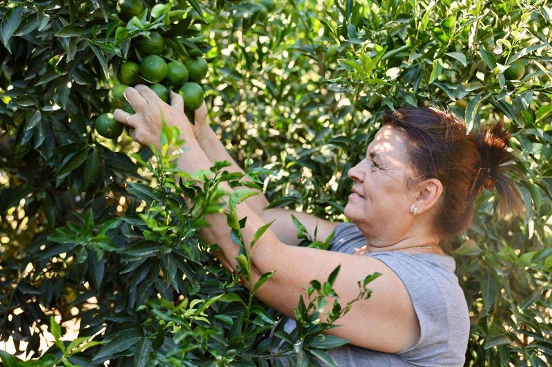 BODRUM MANDALİNİNDE YEŞİL HASAT BEREKETİ
