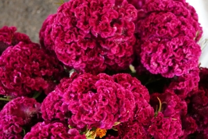 ÜRETİCİ PAZARLARINA İLGİ HER GEÇEN GÜN ARTIYOR