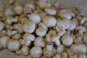 ÜRETİCİ PAZARLARINA İLGİ HER GEÇEN GÜN ARTIYOR