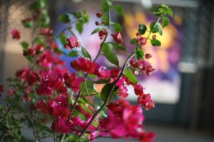 BEGONVİL KENTİ BODRUM PROJESİ TANITILDI