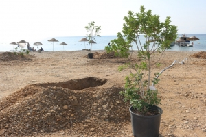 BODRUM’DA SAHİLLER AĞAÇLANDIRILIYOR