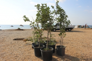 BODRUM’DA SAHİLLER AĞAÇLANDIRILIYOR