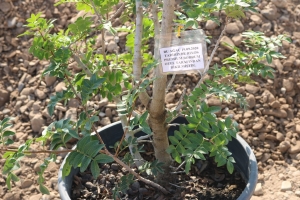 BODRUM’DA SAHİLLER AĞAÇLANDIRILIYOR