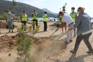 BODRUM’DA SAHİLLER AĞAÇLANDIRILIYOR