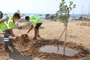 BODRUM’DA SAHİLLER AĞAÇLANDIRILIYOR