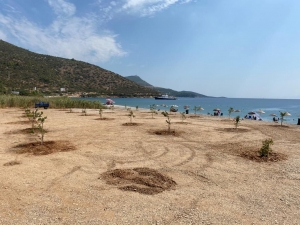 BODRUM’DA SAHİLLER AĞAÇLANDIRILIYOR