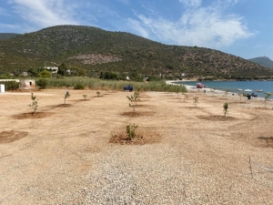 BODRUM’DA SAHİLLER AĞAÇLANDIRILIYOR