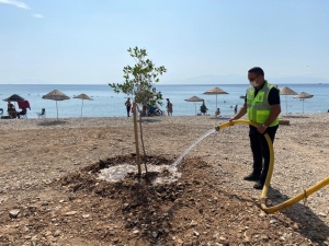 BODRUM’DA SAHİLLER AĞAÇLANDIRILIYOR