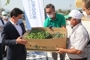 BODRUM BELEDİYESİ 140 BİN KIŞLIK FİDEYİ ÜRETİCİLERE HİBE ETTİ
