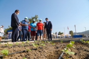 BODRUM BELEDİYESİ 140 BİN KIŞLIK FİDEYİ ÜRETİCİLERE HİBE ETTİ