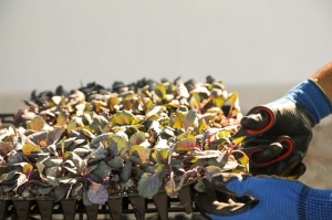 BODRUM BELEDİYESİ 140 BİN KIŞLIK FİDEYİ ÜRETİCİLERE HİBE ETTİ