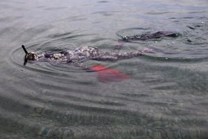 TÜRKBÜKÜ'NDE SEZON SONU TEMİZLİĞİ