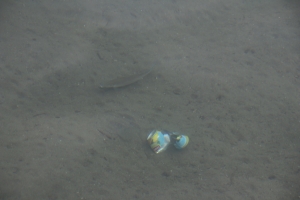 TÜRKBÜKÜ'NDE SEZON SONU TEMİZLİĞİ