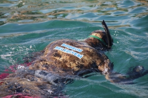 DALGIÇLAR TEMİZLİK ÖNCESİ TÜRK BAYRAĞI AÇTI