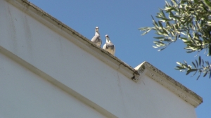 GÜVERCİN YUVALARININ YERLEŞTİRİLMESİNE GÜVERCİNLİK MAHALLESİ'NDEN BAŞLANDI
