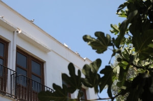 GÜVERCİN YUVALARININ YERLEŞTİRİLMESİNE GÜVERCİNLİK MAHALLESİ'NDEN BAŞLANDI