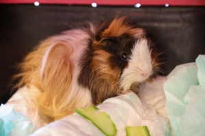 SEVİMLİ ‘GUINEA PİG’ SAHİPLENDİRİLMEYİ BEKLİYOR