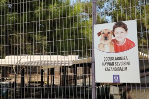 SEVİMLİ ‘GUINEA PİG’ SAHİPLENDİRİLMEYİ BEKLİYOR