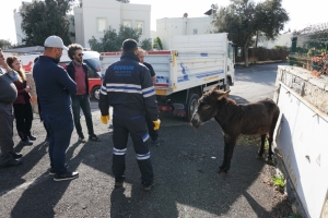 SEVİMLİ ‘GUINEA PİG’ SAHİPLENDİRİLMEYİ BEKLİYOR