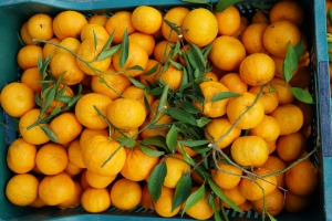 BAHÇELERİMİZDE YETİŞTİRİYORUZ, HALKIMIZA İKRAM EDİYORUZ...