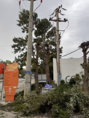 TEHLİKE ARZ EDEN DALLARA MÜDAHALE