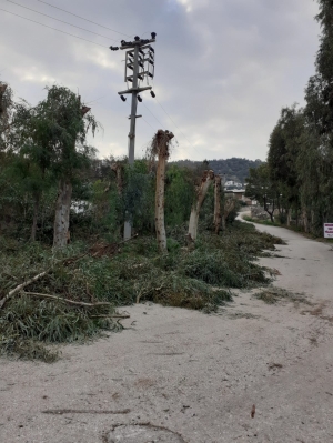 TEHLİKE ARZ EDEN DALLARA MÜDAHALE