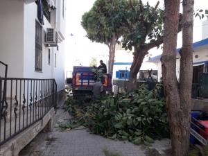 TEHLİKE ARZ EDEN DALLARA MÜDAHALE