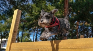 ONLARIN DA ARTIK BİR PARKI VAR