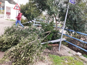 DEVRİLEN AĞAÇLARA BELEDİYE EKİPLERİNDEN MÜDAHALE