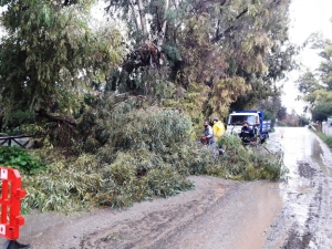 DEVRİLEN AĞAÇLARA BELEDİYE EKİPLERİNDEN MÜDAHALE
