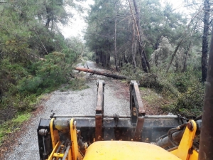 DEVRİLEN AĞAÇLARA BELEDİYE EKİPLERİNDEN MÜDAHALE