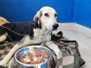 ARACIN ÇARPIP KAÇTIĞI HAMİLE KÖPEK KURTARILDI