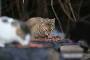 KEDİLER BESLENİP SAHİLDE TEMİZLİK ÇALIŞMASI YAPILDI