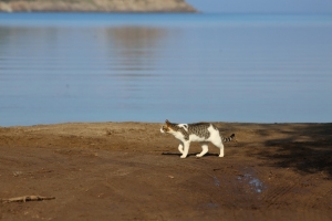 KEDİLER BESLENİP SAHİLDE TEMİZLİK ÇALIŞMASI YAPILDI