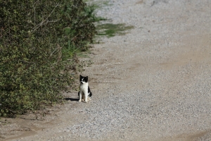 KEDİLER BESLENİP SAHİLDE TEMİZLİK ÇALIŞMASI YAPILDI