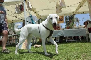 BODRUM CAN DOSTLARI İÇİN FESTİVAL DÜZENLEDİ: ‘PATİ FEST’