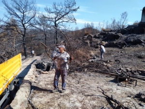 BODRUM BELEDİYESİ YANGIN SONRASI TEHLİKE OLUŞTURAN AĞAÇLARA MÜDAHALE ETTİ