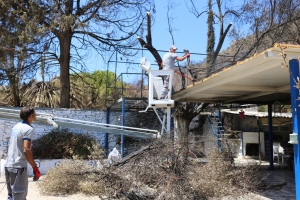 BODRUM BELEDİYESİ YANGIN SONRASI TEHLİKE OLUŞTURAN AĞAÇLARA MÜDAHALE ETTİ