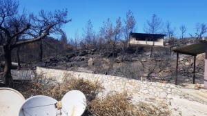 BODRUM BELEDİYESİ YANGIN SONRASI TEHLİKE OLUŞTURAN AĞAÇLARA MÜDAHALE ETTİ