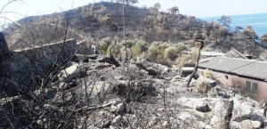 BODRUM BELEDİYESİ YANGIN SONRASI TEHLİKE OLUŞTURAN AĞAÇLARA MÜDAHALE ETTİ