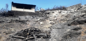 BODRUM BELEDİYESİ YANGIN SONRASI TEHLİKE OLUŞTURAN AĞAÇLARA MÜDAHALE ETTİ