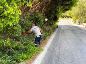 BODRUM BELEDİYESİ YANGIN SONRASI TEHLİKE OLUŞTURAN AĞAÇLARA MÜDAHALE ETTİ