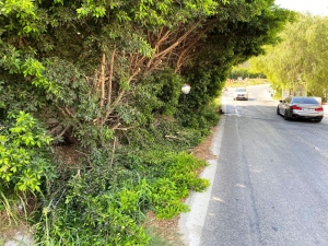 BODRUM BELEDİYESİ YANGIN SONRASI TEHLİKE OLUŞTURAN AĞAÇLARA MÜDAHALE ETTİ