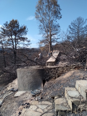 BODRUM BELEDİYESİ YANGIN SONRASI TEHLİKE OLUŞTURAN AĞAÇLARA MÜDAHALE ETTİ