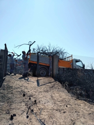 BODRUM BELEDİYESİ YANGIN SONRASI TEHLİKE OLUŞTURAN AĞAÇLARA MÜDAHALE ETTİ