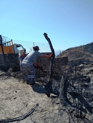 BODRUM BELEDİYESİ YANGIN SONRASI TEHLİKE OLUŞTURAN AĞAÇLARA MÜDAHALE ETTİ